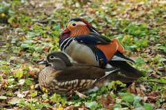 Mandarin duck