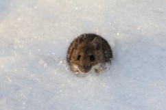 Striped field mouse 