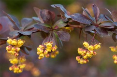 Berberis 