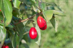 Cornelian cherry 