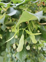 Small-leaved lime