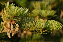 Silver fir