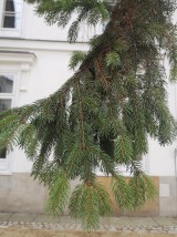 European spruce