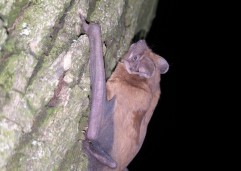 Common noctule 