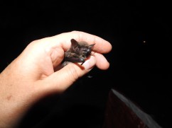 Daubenton’s bat 