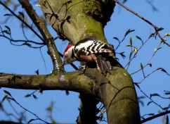 Middle spotted woodpecker