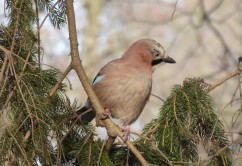 Eurasian jay 