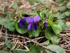 Sweet violet 