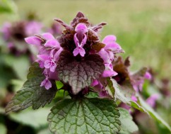 Red dead-nettle 