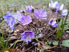 Common hepatica 