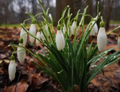 Snowdrop