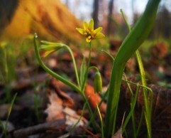 Yellow star-of-Bethlehem 