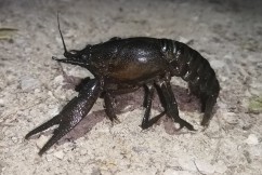 Spinycheek crayfish 