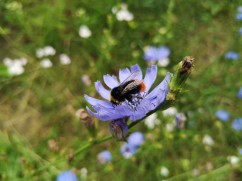 Red-tailed bumble bee 