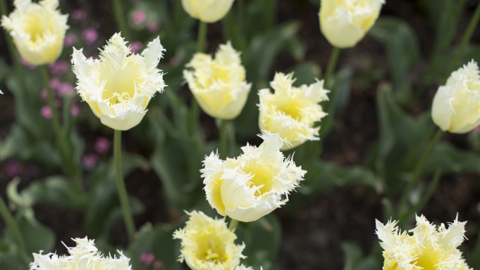 Tulipany w królewskich ogrodach
