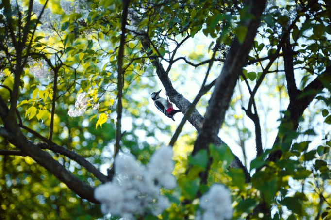 Ptak siedzący na pniu drzewa.