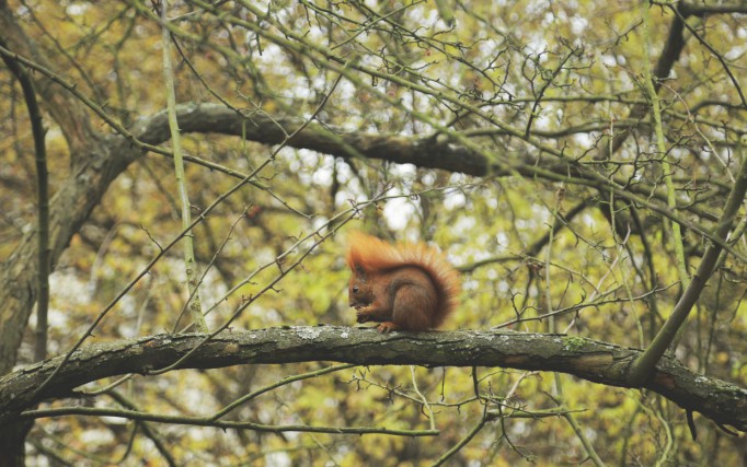 Wiewiórka siedzi na gałęzi drzewa.