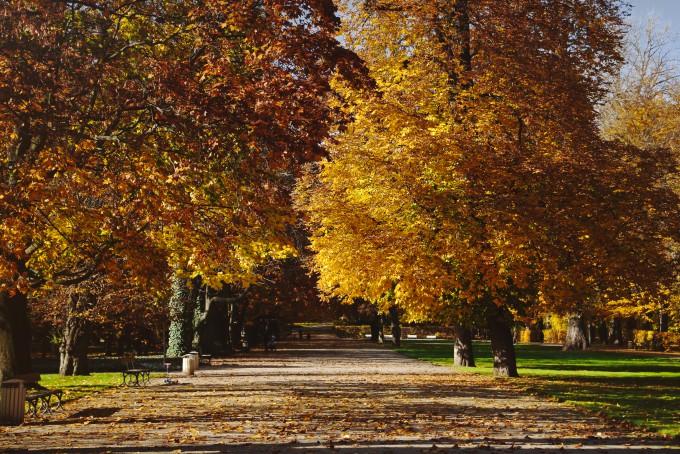 Łazienkowskie ogrody jesienią. Pośrodku widoczna jest parkowa alejka wzdłuż której rosną drzewa i stoją ławki. 