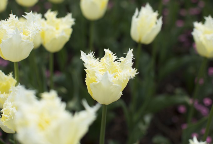 Kremowobiałe tulipany.
