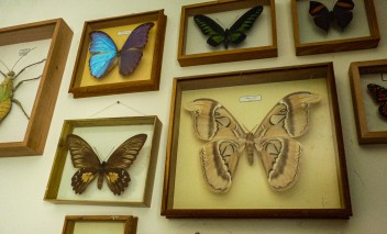 Kolorowe motyle wiszące w szklanych gablotach na ścianie.