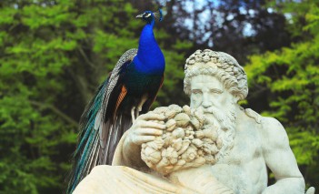Paw siedzący na rzezbie przedstawiającej rzeźbę z brodą.