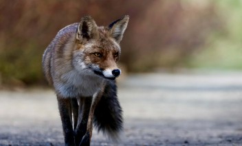 Lisy w Łazienkach Królewskich