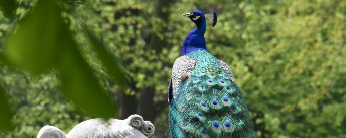 Rzeźba przedstawiająca kobietę, która stoi w parku, w tle widać pawia.
