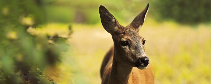 Sarna w łazienkowskich ogrodach.