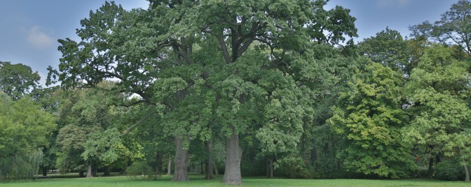 Drzewa w łazienkowskich ogrodach.