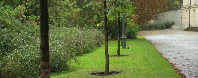 Drzewa w łazienkowskich ogrodach.