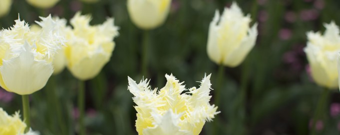 Kremowobiałe tulipany.