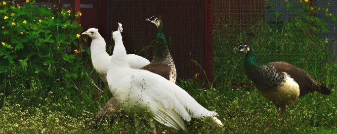 Cztery pawie, dwa brązowe i dwa białe chodzą po trawie.