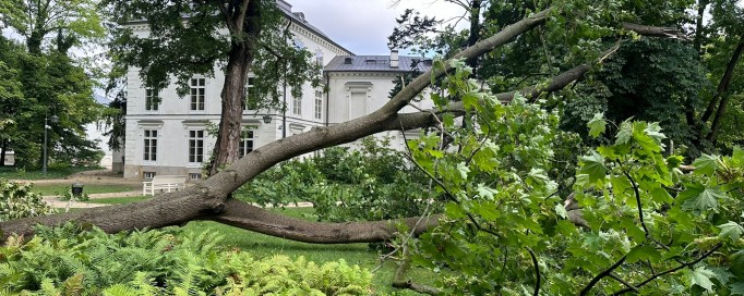 Łazienkowskie ogrody, w których widać powalone drzewo. 
