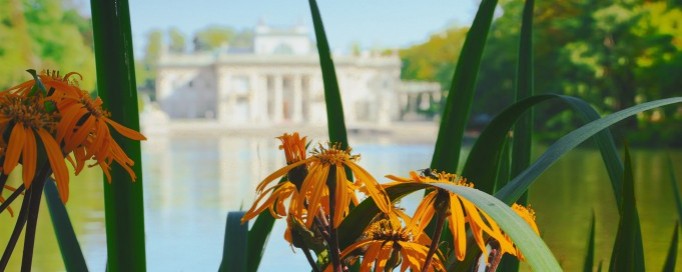W tle Pałac na Wyspie nocą, w otoczniu wody i zeleni. Na pierwszym planie widać rosnące pomarańczowe kwiaty.