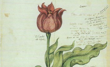 Rysunek przedstawiający kwiat.