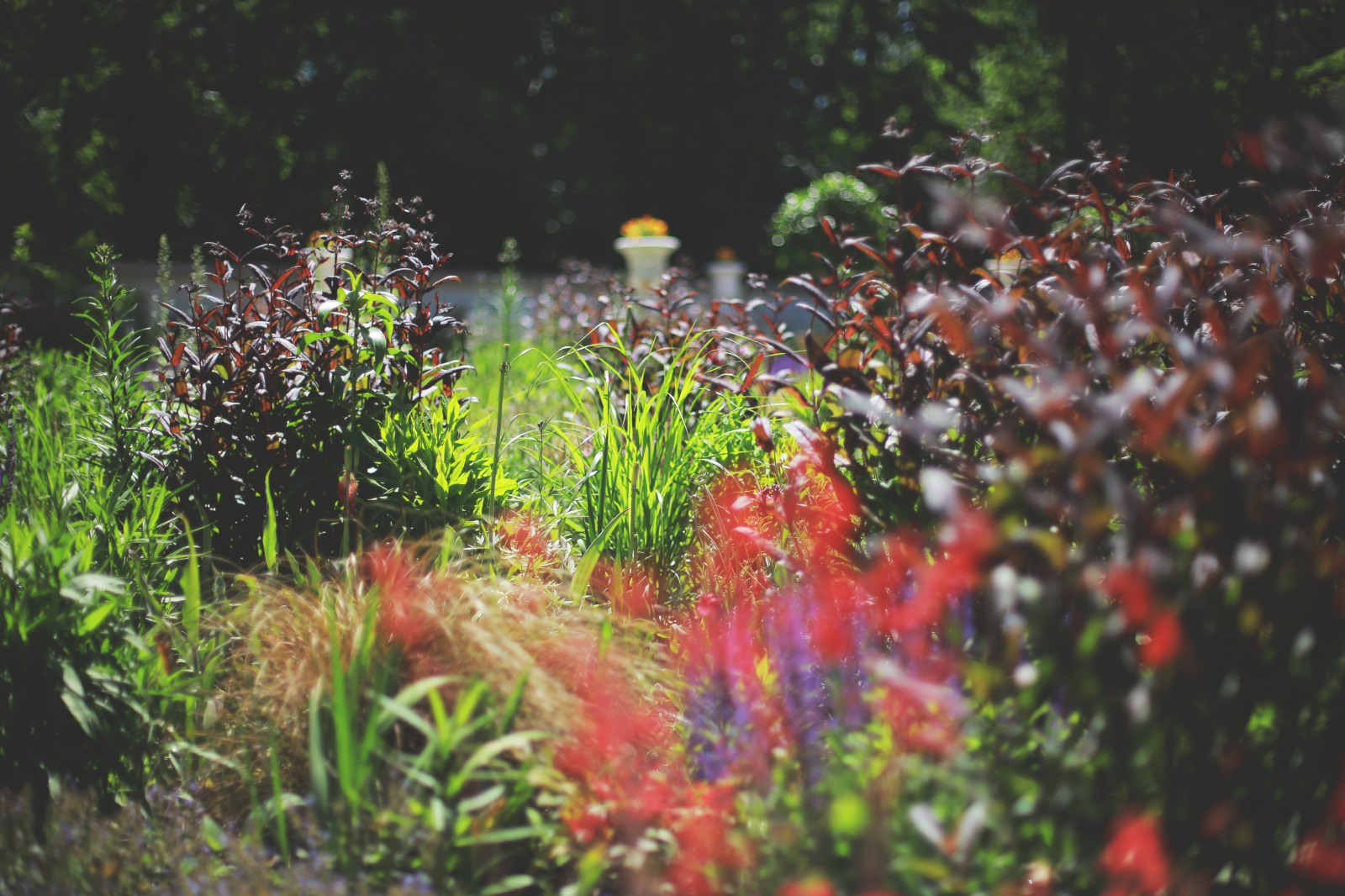 Widok na łazienkowski ogród, widoczna jest trawa i kolorowe krzewy.