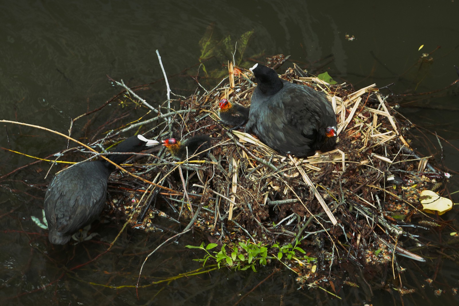 Ptaki w gnieździe na wodzie ze swoimi młodymi. 