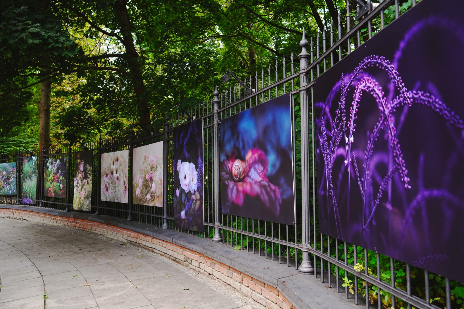 Plansze wystawowe, na których prezentowane są zdjęcia roślin z łazienkowskiego ogrodu, wiszące na ogrodzeniu Galerii Plenerowej. 