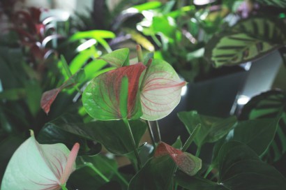 Rośliny z zielonymi liśćmi i białymi kwiatami. 