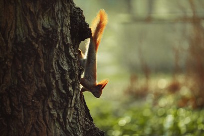 Wiewiórka schodząca w dół po pniu drzewa. 