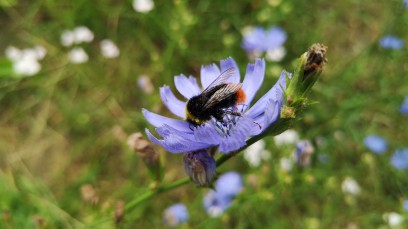 Pszczoła siedząca na kwiatku z długimi, niebieskimi płatkami.