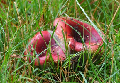 Czerwone grzyby rosnące w trawie. 