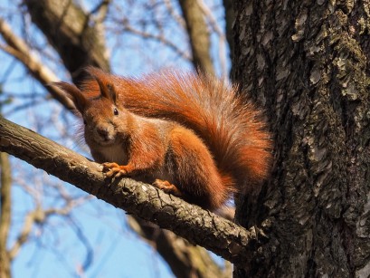 Ruda wiewiórka siedząca na gałęzi drzewa. 