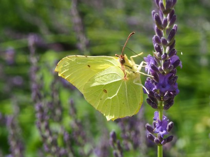 Żółty motyl siedzący na fioletowym kwiatku. 