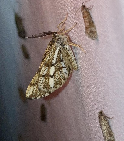 Kilka motyli siedzących na ścianie.