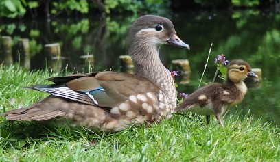 Kaczka i kaczątko stoją w trawie.