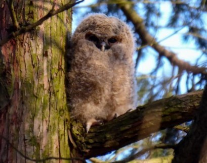 Sowa siedząca na gałęzi.