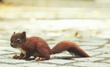 Mała wiewiórka.