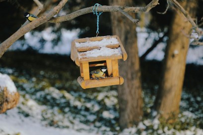 Drewniany karmnik wiszący na gałęzi drzewa. W karmniku siedzi mały ptaszek.