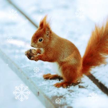 Wiewiórka trzymająca w łapkach orzeszka. 